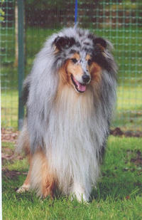 Scott blue Du clos des centaures