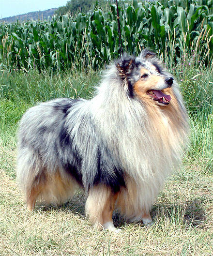 CH. Riky Du clos des centaures