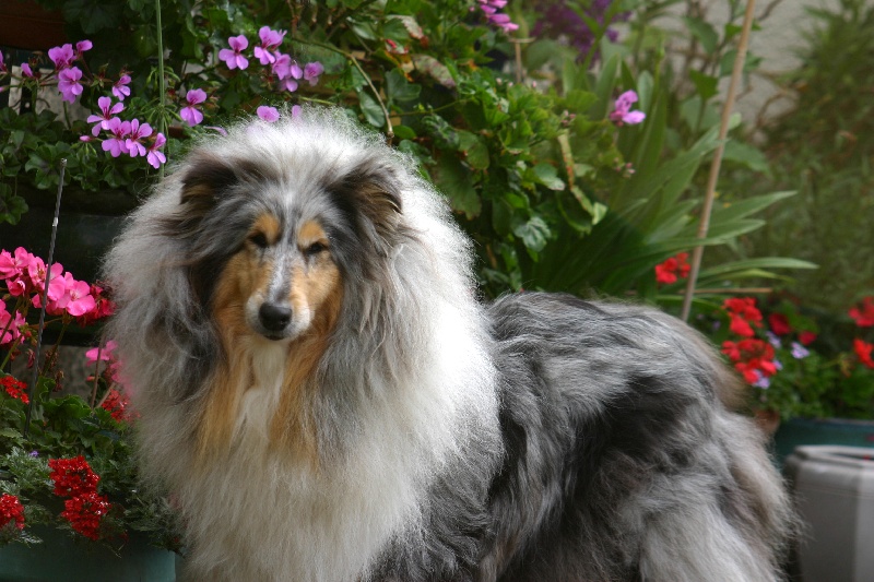 Oceane blue Du clos des centaures