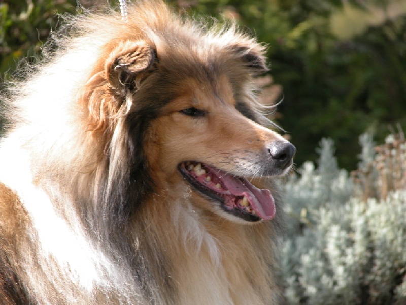 CH. Rebeca blonde Du clos des centaures