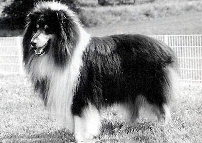 Hycebear black Du clos des centaures