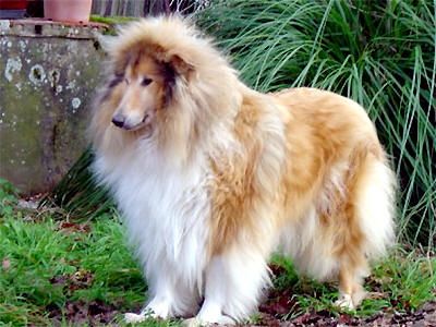 Perly blonde Du clos des centaures