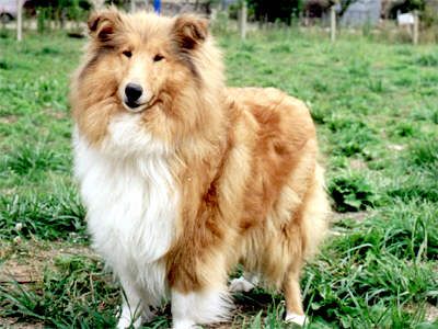 Nanou blonde Du clos des centaures